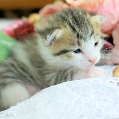 里親様決定　お爺さん一人で保護猫をされていて大変苦労をされている...