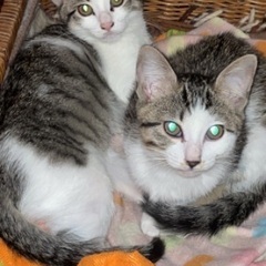 飼い主さん募集しています。