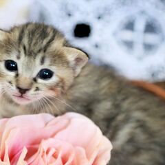 譲渡決定お爺さん一人で保護猫をされていて大変苦労をされている方の...