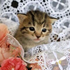 譲渡決定、お爺さん一人で保護猫をされていて大変苦労をされている方...