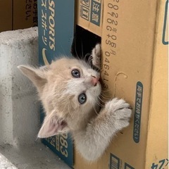 仔猫の里親(2ヶ月)決まりました！