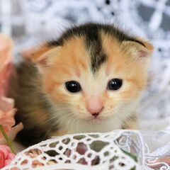 一時預かりだけでもOKお爺さん一人で保護猫をされていて大変苦労を...