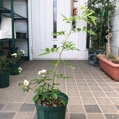 御成約御礼　ありがとうございました。郡舞　トゲなし　つるバラ　A