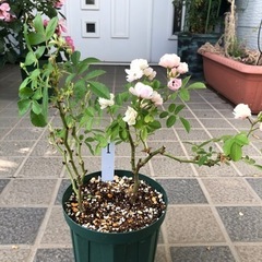 御成約御礼　ありがとうございました。郡舞　２株植え　トゲなしつる...