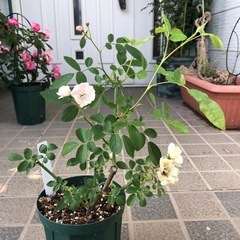 ご成約　ありがとうございました。トゲがないつるバラです。郡舞G