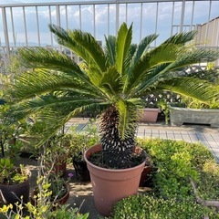 ソテツ 120-130㎝あります　決まりました！