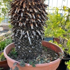 ソテツ 120-130㎝あります　決まりました！の画像