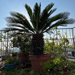 ソテツ 120-130㎝あります　決まりました！の画像