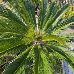 ソテツ 120-130㎝あります　決まりました！の画像