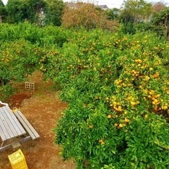 自然豊かな三浦市の農家のアルバイト募集です。の画像