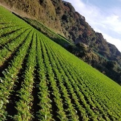 自然豊かな三浦市の農家のアルバイト募集です。の画像