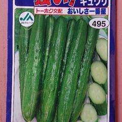 きゅうり《おいしさ一番星》ポット苗の画像