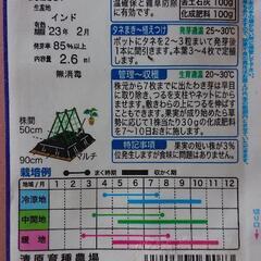 きゅうり《おいしさ一番星》ポット苗の画像