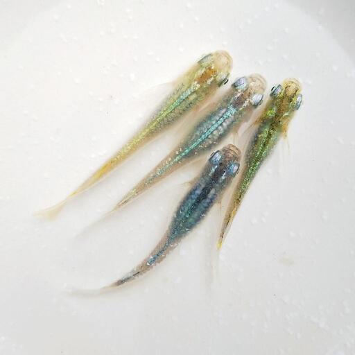 今季初出品!!『虹凪』メダカの有精卵　20個＋α 第1回