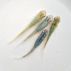 今季初出品!!『虹凪』メダカの有精卵　20個＋α 第1回