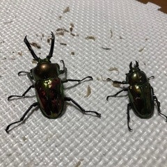 ニジイロクワガタ　ペア④の画像