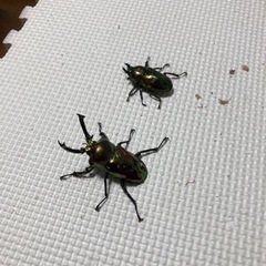 ニジイロクワガタ　ペア④の画像