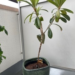 枇杷の木、差し上げます。