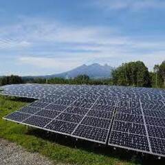 🌞太陽光発電所の草刈り植物