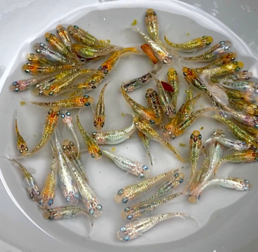 めだか◆夜桜　70匹◆