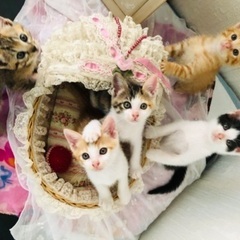新しい家族になって下さい❣️個性派揃いの5匹の子猫達🥰