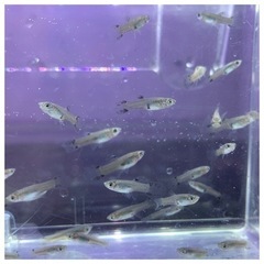 【販売再開】国産グッピー　ブルーグラス　若魚【数量限定販売】の画像