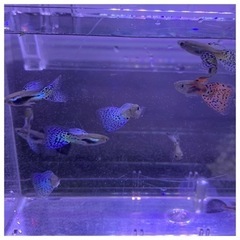 【販売再開】国産グッピー　ブルーグラス　若魚【数量限定販売】の画像