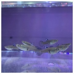 【販売再開】国産グッピー　ブルーグラス　若魚【数量限定販売】の画像