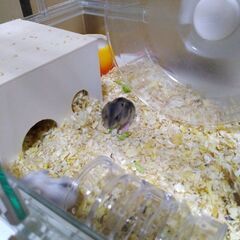 ジャンガリアンハムスターノーマルパール9つ子里親募集