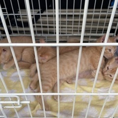 わんちゃん、猫ちゃんの譲渡会を開催します。