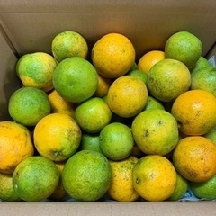 【訳あり】バレンシアオレンジ5kg