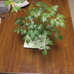 ジャンク　キャノン　Canon　EOS 60D　EOS60D　レンズ　カメラの画像