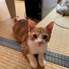 保護した猫出産　警察届け出済み　男の子　4ヶ月