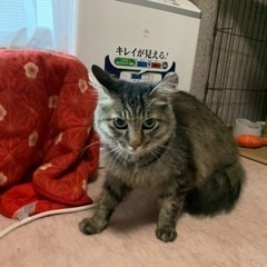 長毛美猫ちゃん