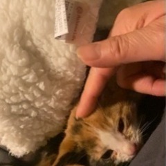里親募集中