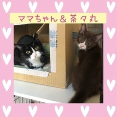 ブラウン白のハチワレとママ猫【譲渡会参加】 - 福岡市