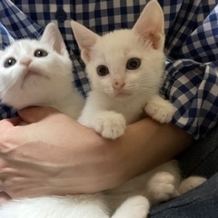 白猫のきょうだいのわたあめちゃん