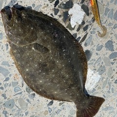 釣りパートナー募集します！