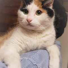 人馴れしたしっとりシニアの八重ちゃん