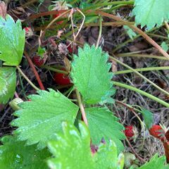 草取りして畑キャンプ  1000円の画像