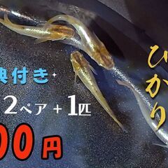 琥珀ひかりメダカ  ２ペア + （1匹サービス）【600円】特典...