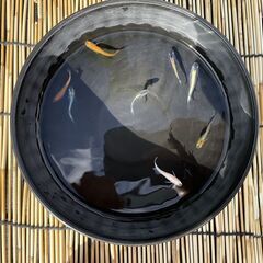  《 一旦終了　特価 900円 》めだかミックス 10匹 + 1匹おまけ(ピュアホワイト)特典付き　TouTubeで確認できます　めだか三昧 008の画像