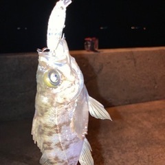 釣り友募集♫
