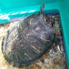 🐢ミドさんッ🐢