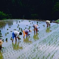 手植えで田植え経験してみませんか⁉️