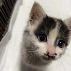 保護猫です。生後約2～3ヶ月くらい