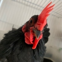 黒チャボ♂
