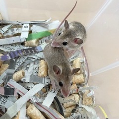 アフリカチビネズミ　ノーマル、ブルーいます