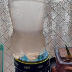 ミジンコ①