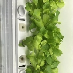 水耕栽培キットの画像